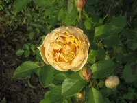 018.webp