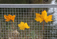 IMG_2953.webp