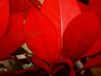 Weihnachtssternblaetter v.webp
