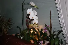 DSC_3150.webp