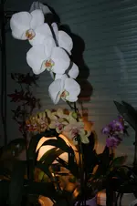 DSC_3152.webp