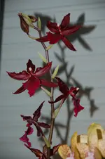 DSC_3153.webp
