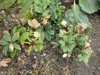 DSCN0087.webp