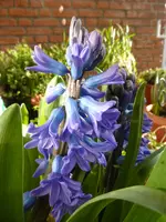 P1150510Hyazinthen.webp