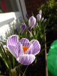P1150511Krokusse.JPG
