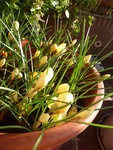 P1150512Krokusse.JPG