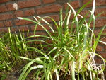 P1150517Chinesischer Lauch.JPG