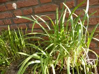 P1150517Chinesischer Lauch.webp