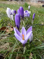 P1150447Krokusse.webp