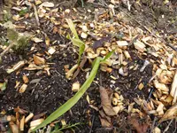 P1150456vordere Taglilie.webp