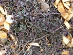 P1150459Polstertymian.JPG