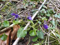 P1150462Duftveilchen.webp