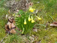 P1150464Narzissen.JPG