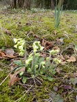 P1150468Schlüsselblumen.JPG