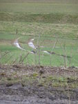 P1150470Nachbars Feld.JPG