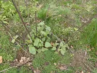 P1150479Muskatellersalbei.webp