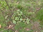 P1150479Muskatellersalbei.JPG
