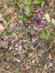 P1150485Leberblümchen.JPG