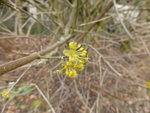 P1150486Kornellkirsche.JPG
