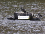 P1150495Kormorane.JPG