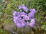 P1150503Krokus.JPG