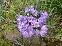 P1150503Krokus.webp