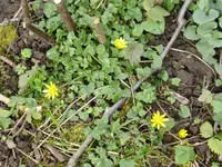 P1150504Scharbockskraut.webp