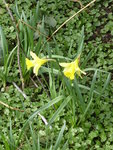 P1150506Narzissen.JPG