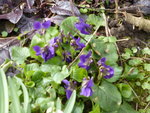 P1150507Veilchen.JPG
