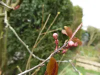 P1150509Blutpflaume.webp