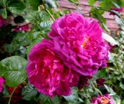 IMG_5136-001 (2).webp