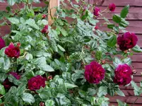 IMG_4790-002.webp