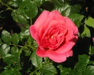 IMG_1571.webp
