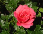 IMG_1571.JPG