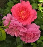 IMG_1829 (2).webp