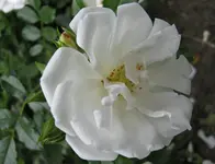 IMG_1438.webp