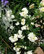 IMG_5417.webp