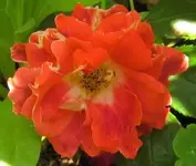 IMG_1722 (2).webp