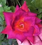 IMG_9930 (2).webp
