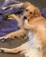 doggy.JPG