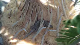 Cyca2.JPG.webp