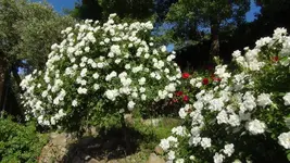 Kent.webp