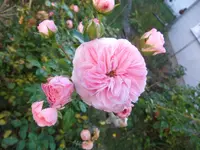 016.webp