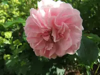 080.webp
