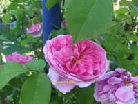 014.webp