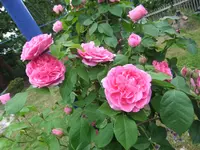 039.webp