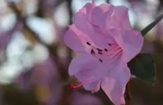 _bluete_rosa.webp