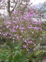 P1150323Dahurische Azalee.webp