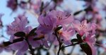 _blueten_rosa_1.JPG