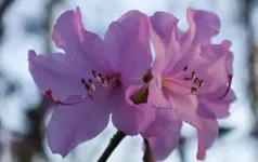 _blueten_rosa_2.webp
